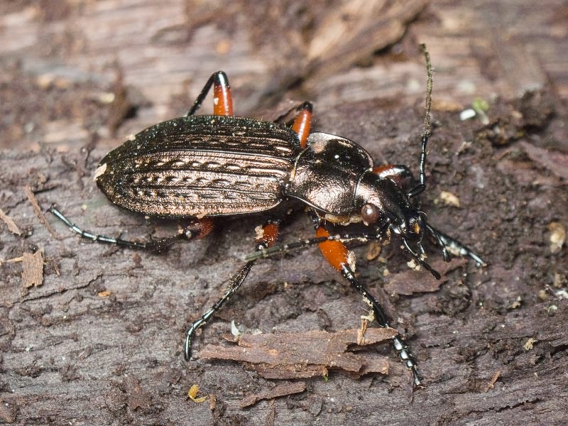 granulatus Linne, 1758